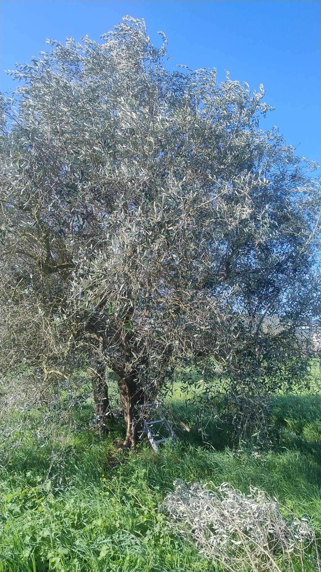 Villa Carmine