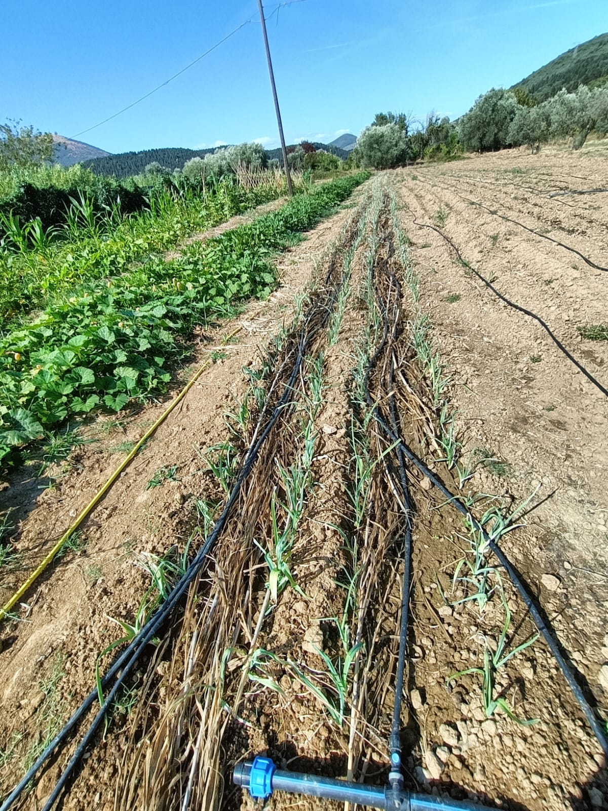 Giornate di lavoro nei campi